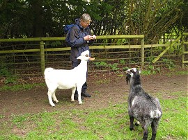 Buttercups Sanctuary for Goats